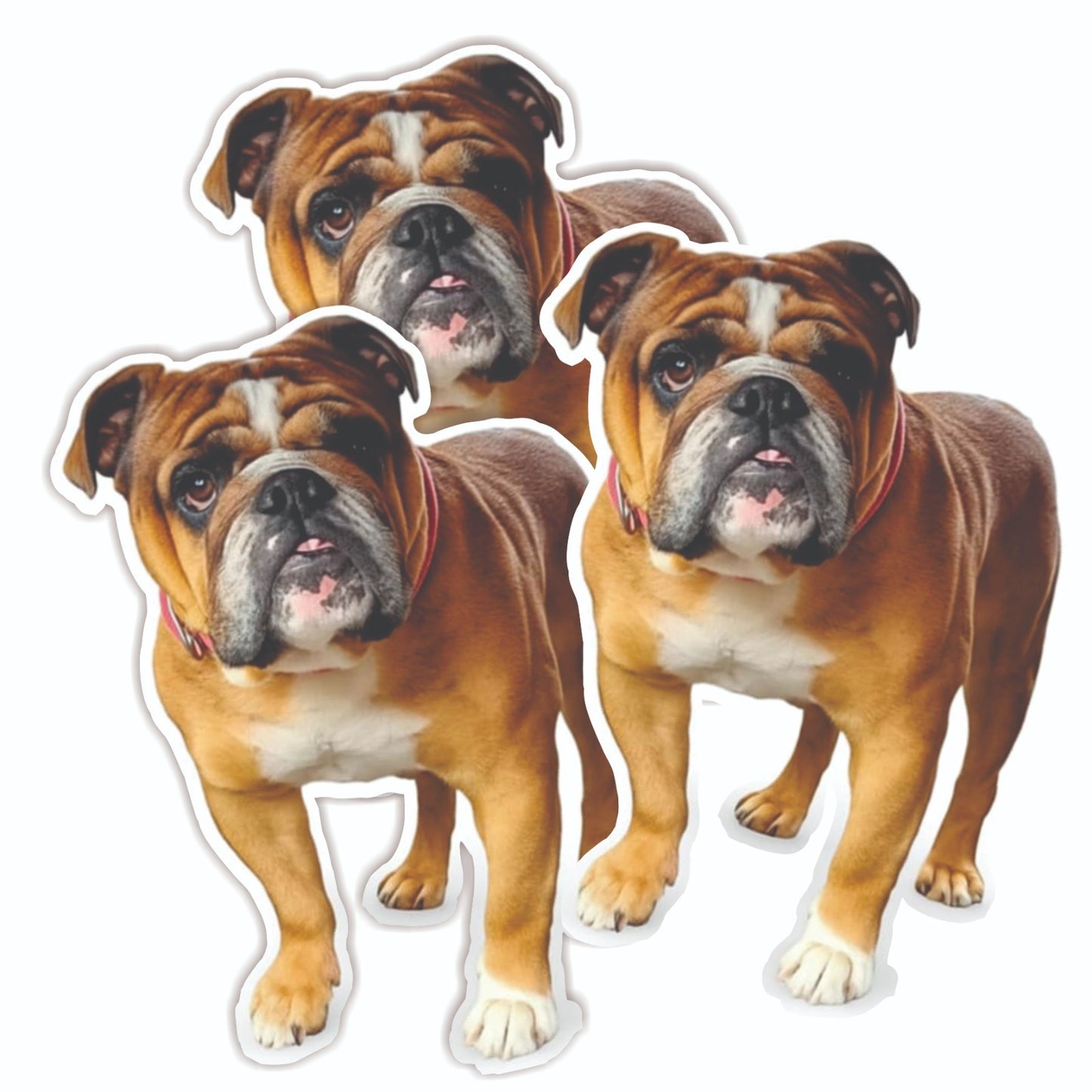 Bin Stickers Your Dog Photo Fun Novely Cute Vinyl Waterproof